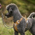 Carica l'immagine nel visualizzatore della galleria, Pettorina per cani Weekend Warrior