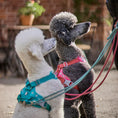 Carica l'immagine nel visualizzatore della galleria, Pettorina per cani Weekend Warrior