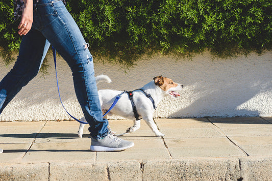 Attenzione all’asfalto bollente: come proteggere le zampe del tuo cane in estate