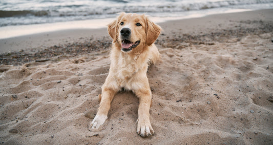 I cani possono scottarsi?