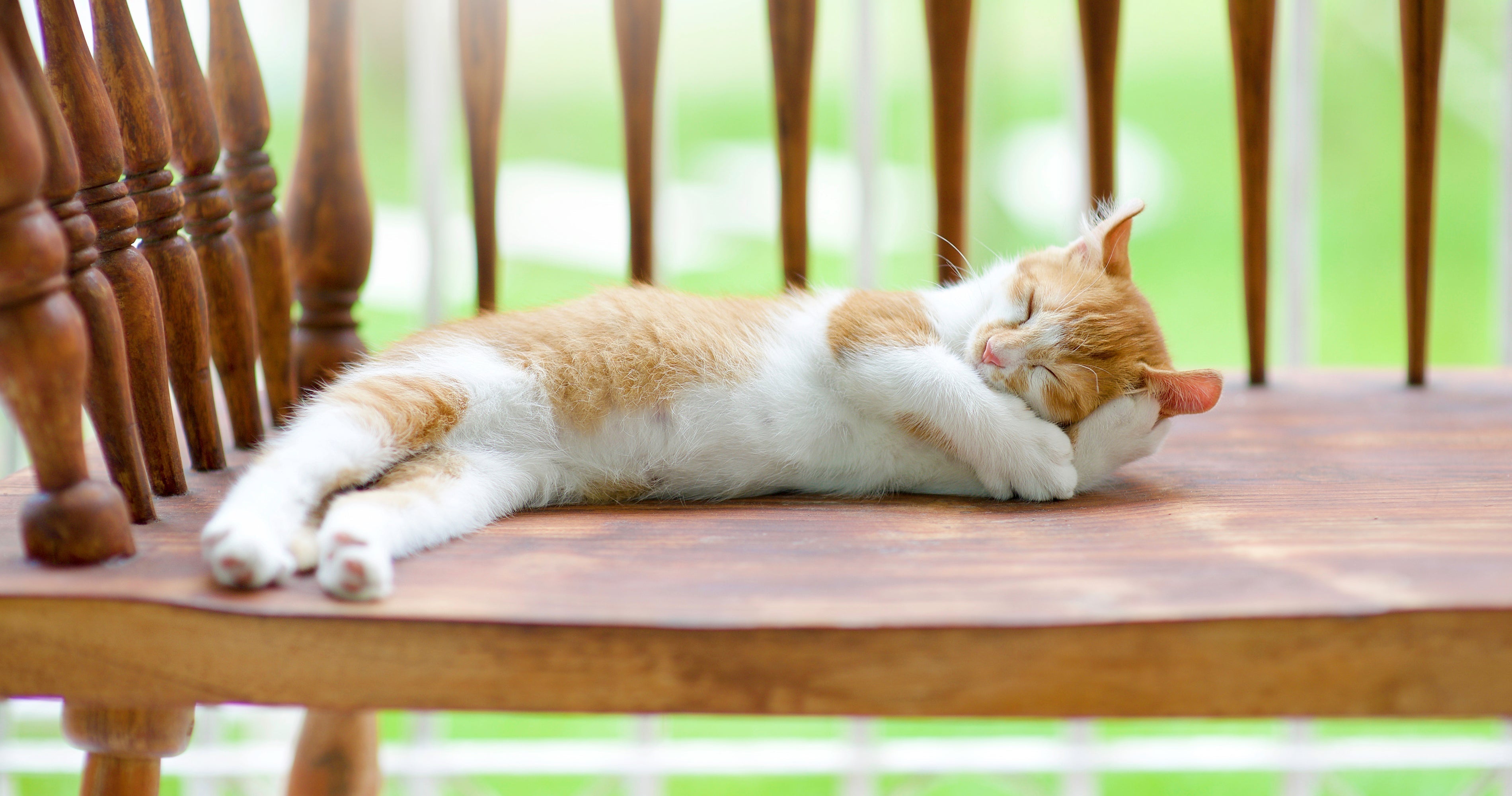 Anche i gatti si scottano al sole