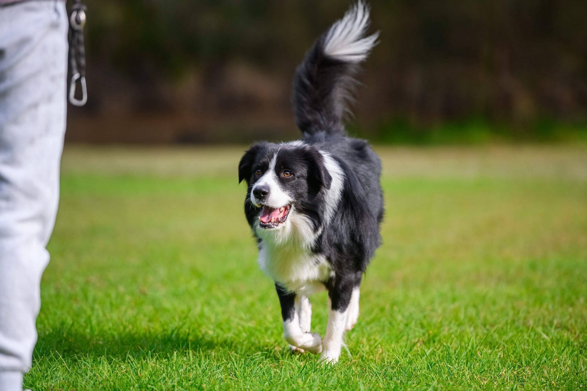 Interpretare la posizione e il movimento della coda del nostro cane per conoscerlo più a fondo