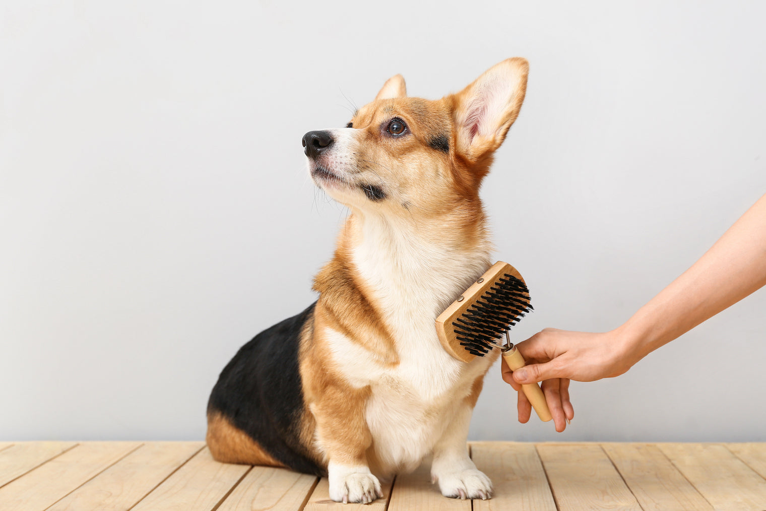 Spazzolare il tuo cane è importante, igiene e salute sono garantite