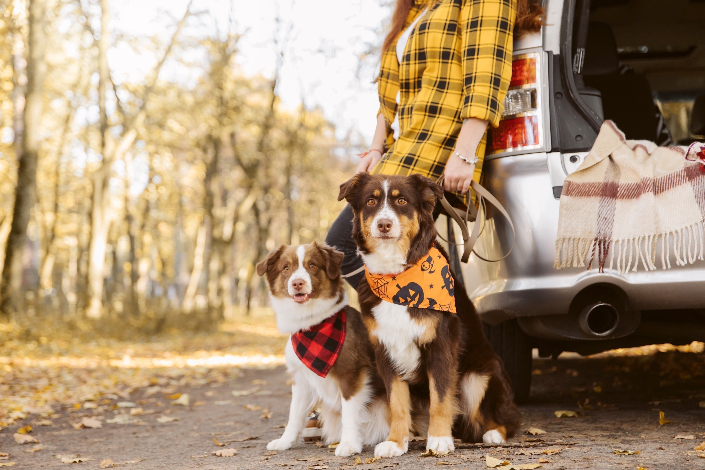 Viaggio in auto con il tuo pet: tutto quello da sapere