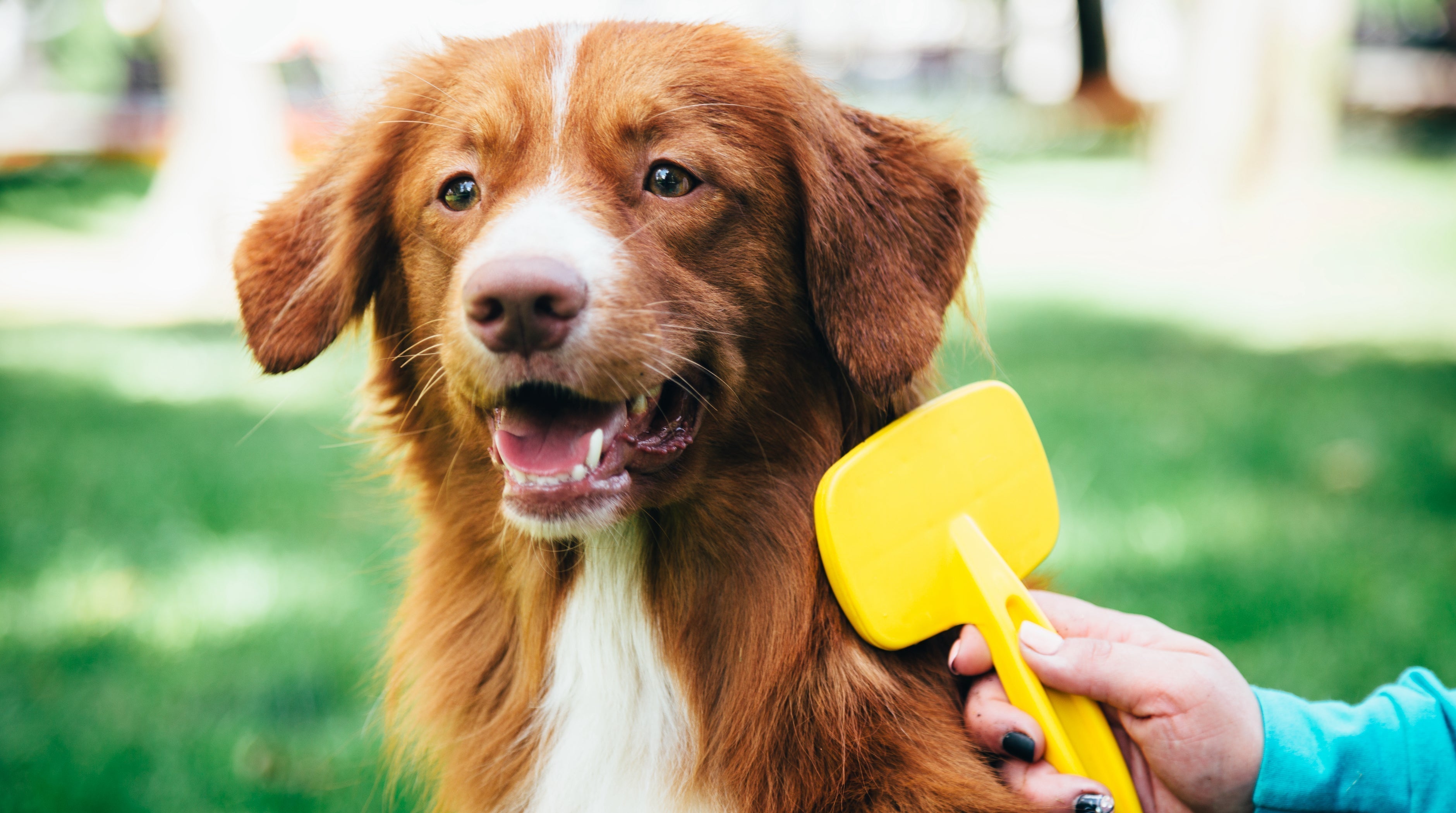Come spazzolare un cane che ha sottopelo