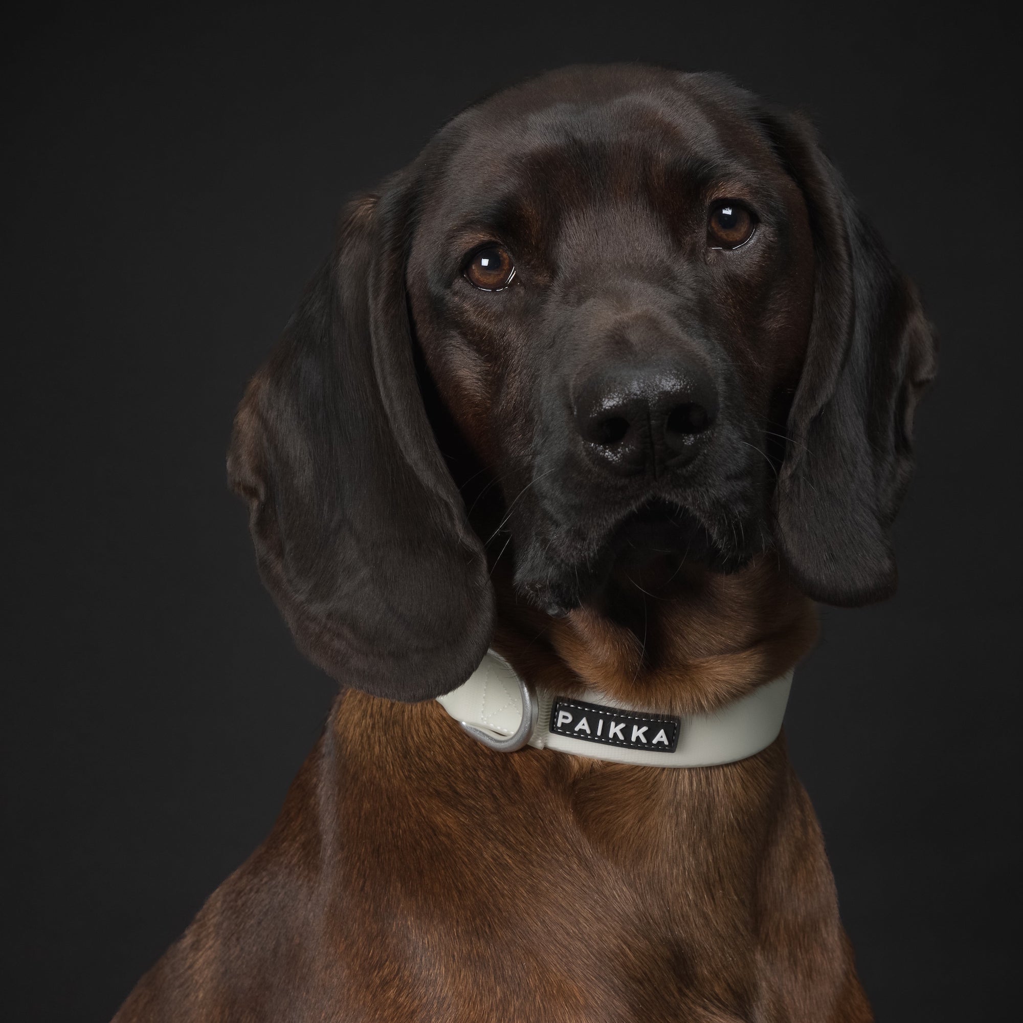 Collare fluorescente Glow per cani