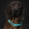 Carica l'immagine nel visualizzatore della galleria, Collare fluorescente Glow per cani
