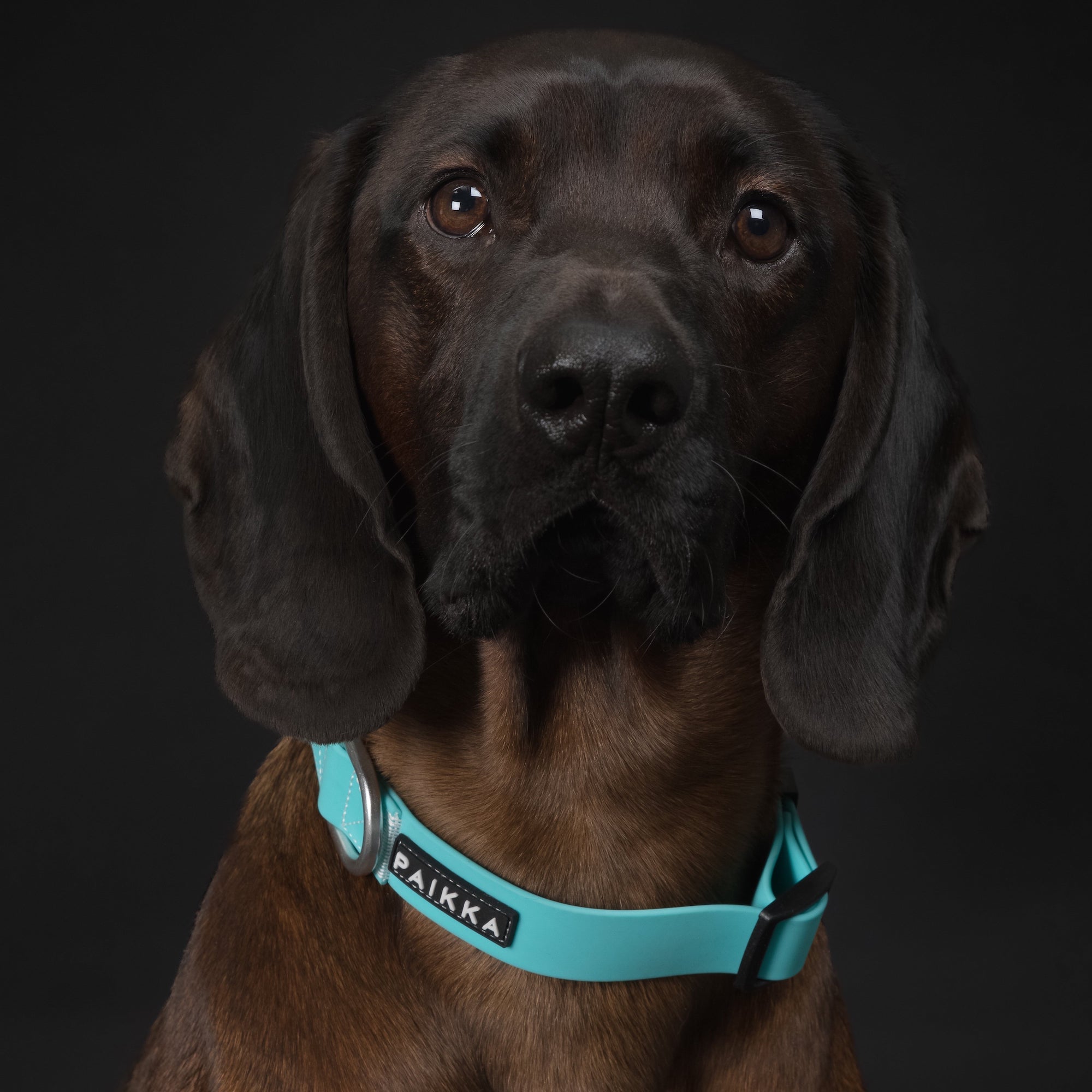 Collare fluorescente Glow per cani