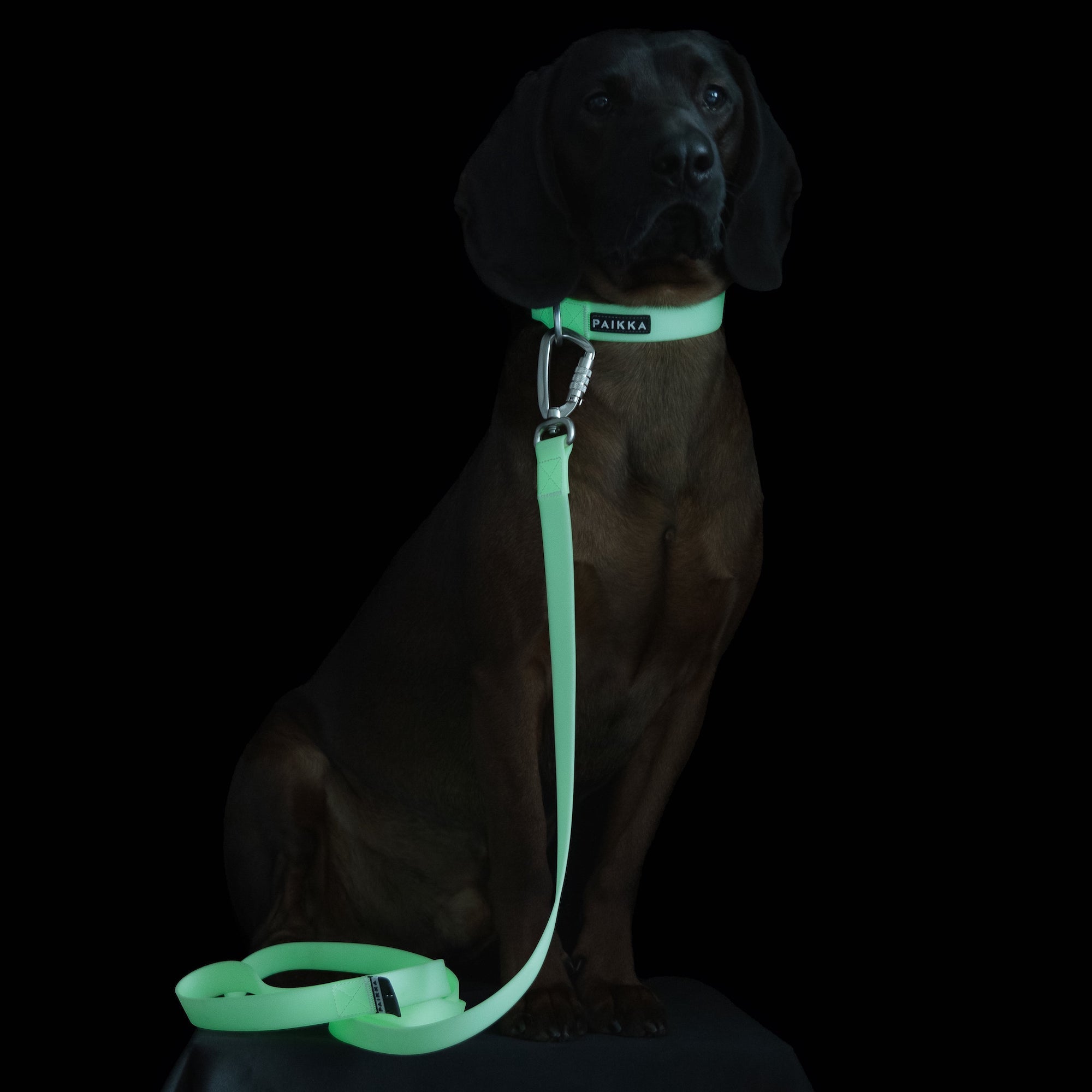 Guinzaglio fluorescente  Glow per cani