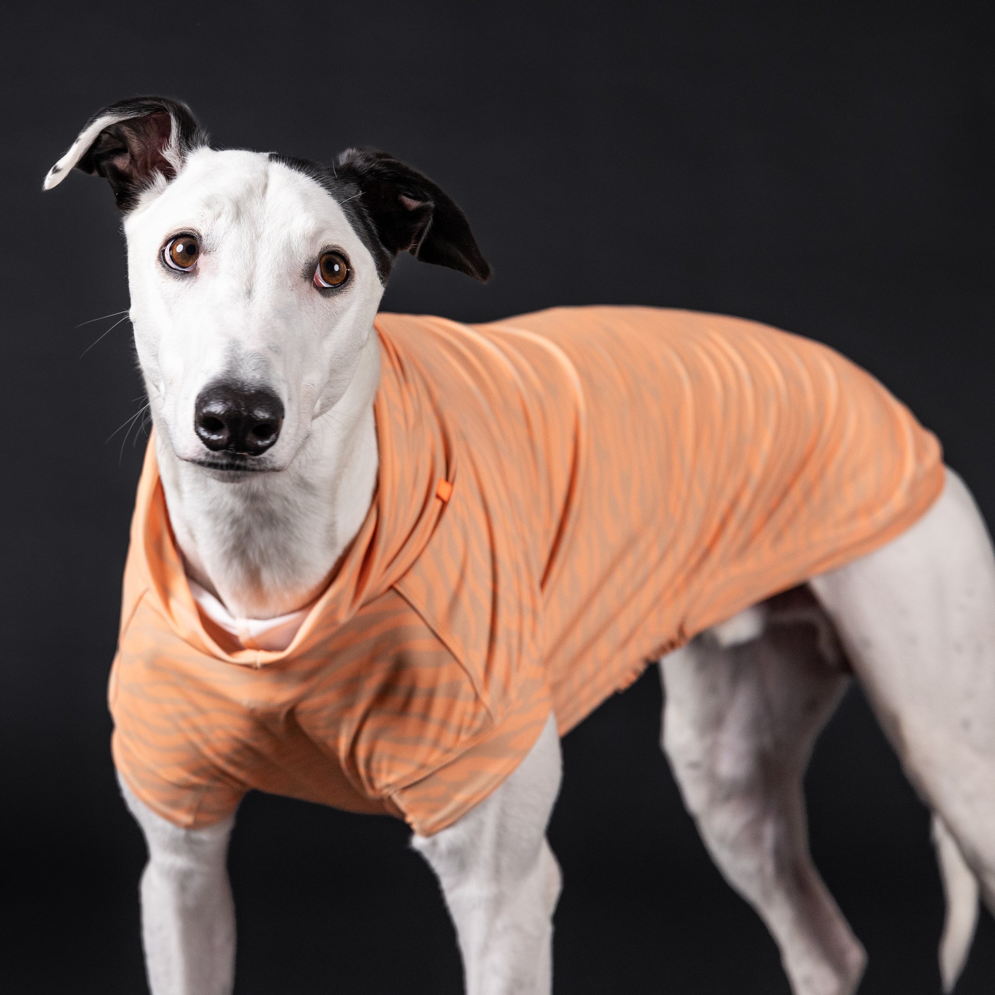 Maglia tecnica per cani protettiva da raggi UV e insetti