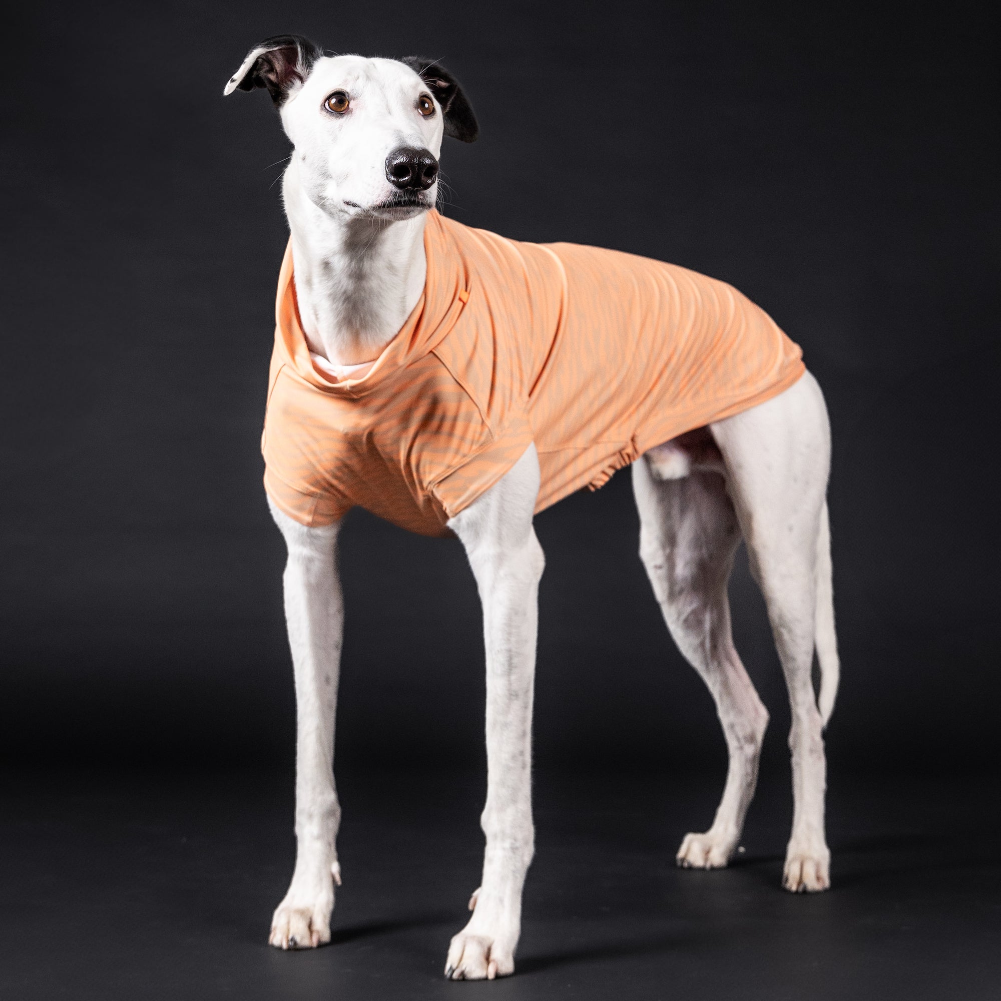 Maglia tecnica per cani protettiva da raggi UV e insetti