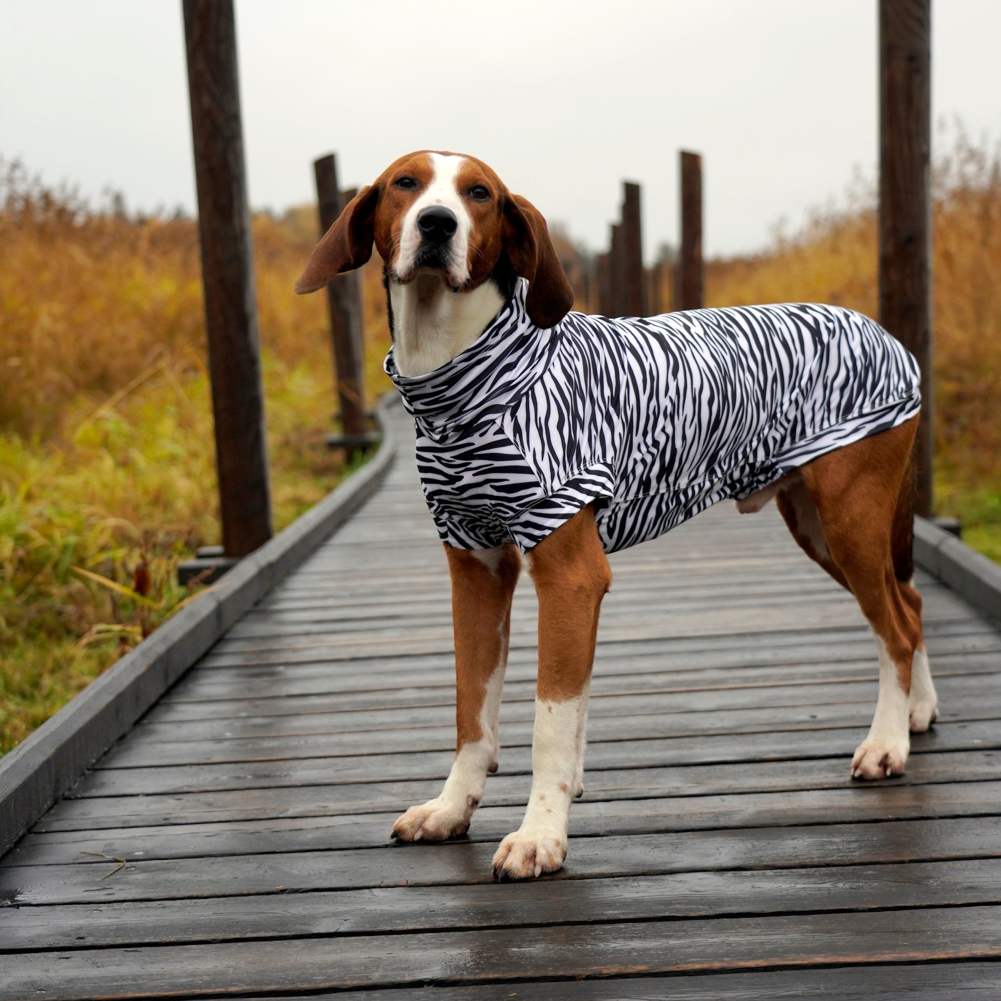 Maglia tecnica per cani protettiva da raggi UV e insetti
