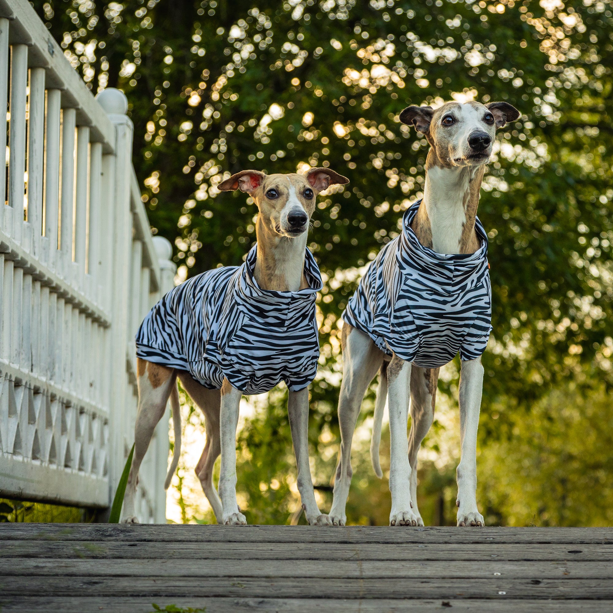 Maglia tecnica per cani protettiva da raggi UV e insetti