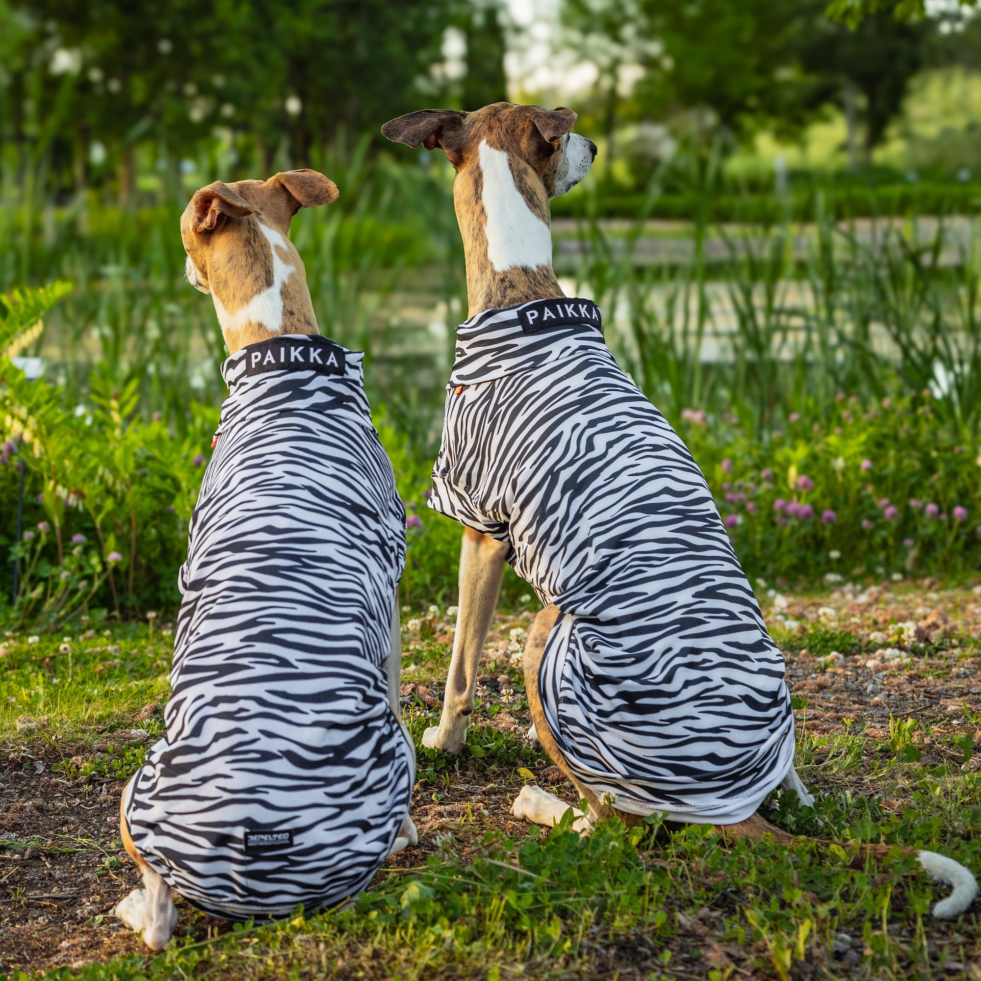 Maglia tecnica per cani protettiva da raggi UV e insetti