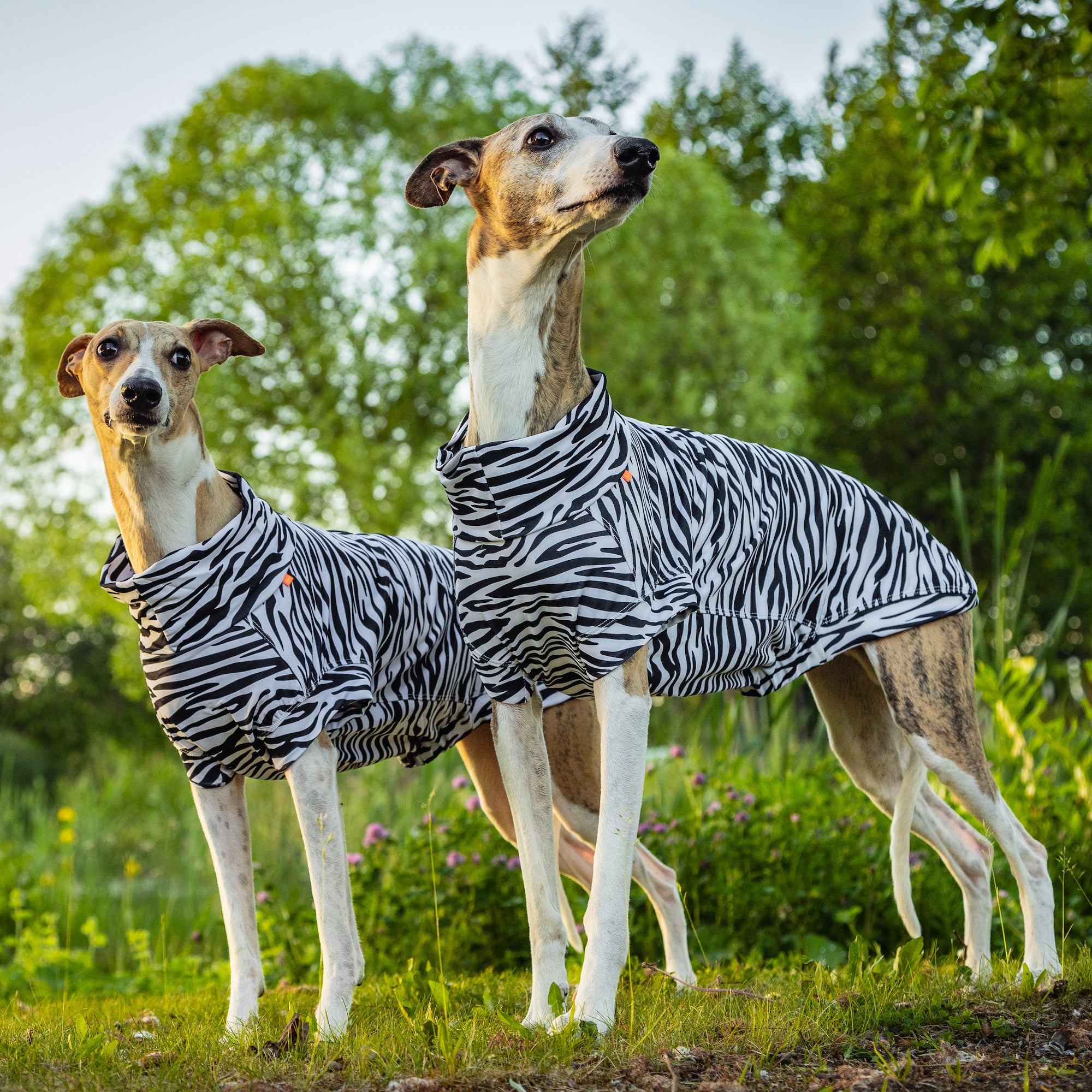 Maglia tecnica per cani protettiva da raggi UV e insetti