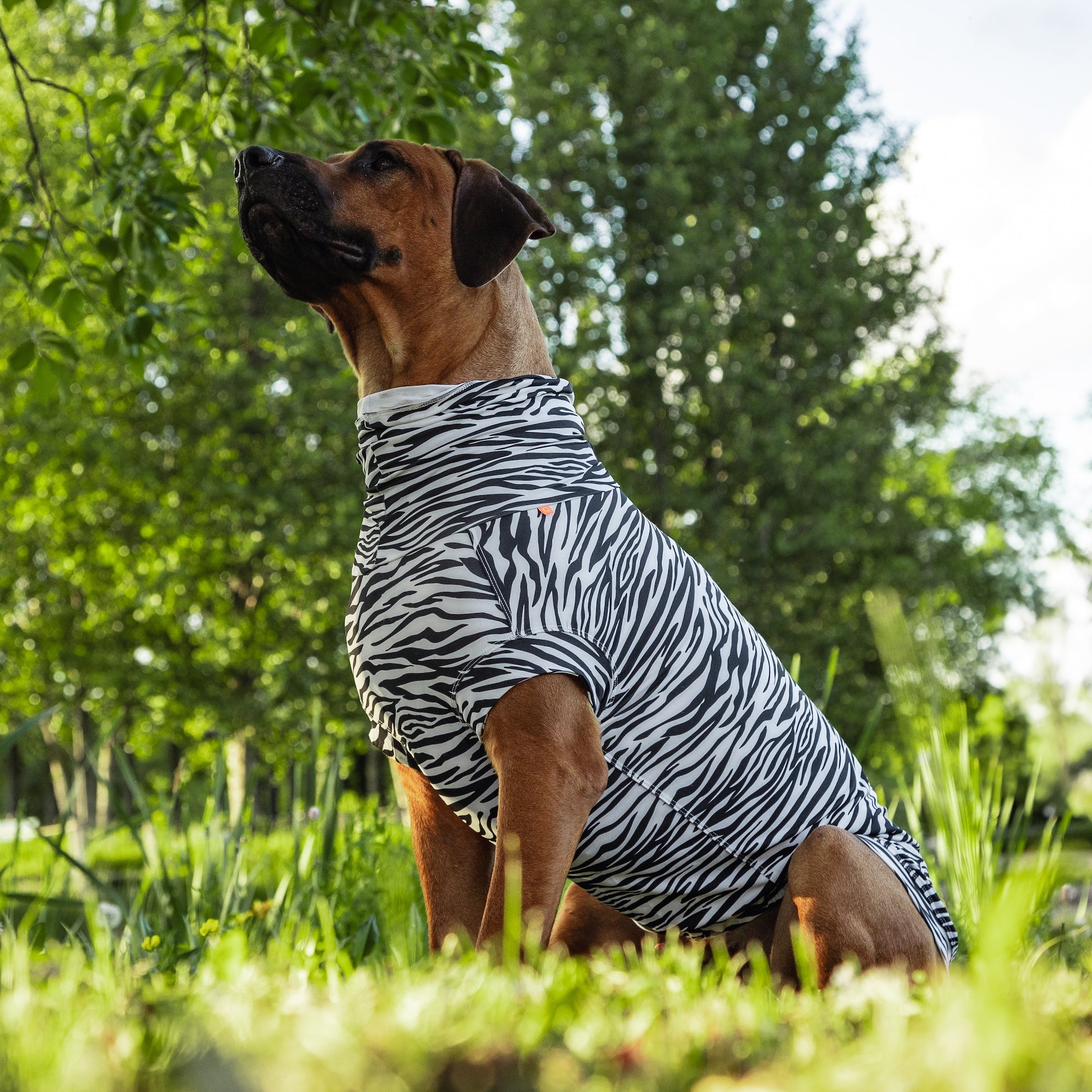 Maglia tecnica per cani protettiva da raggi UV e insetti