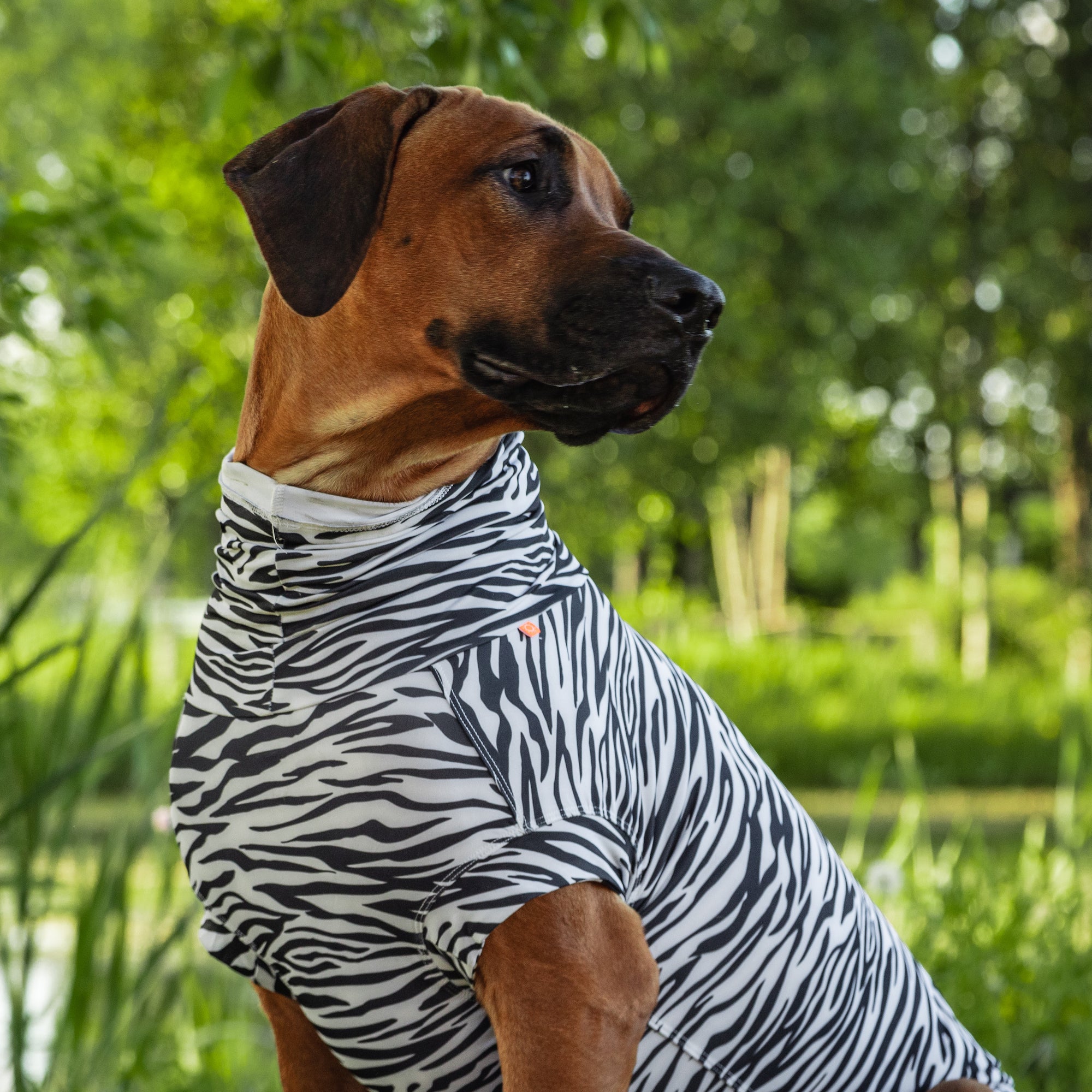 Maglia tecnica per cani protettiva da raggi UV e insetti
