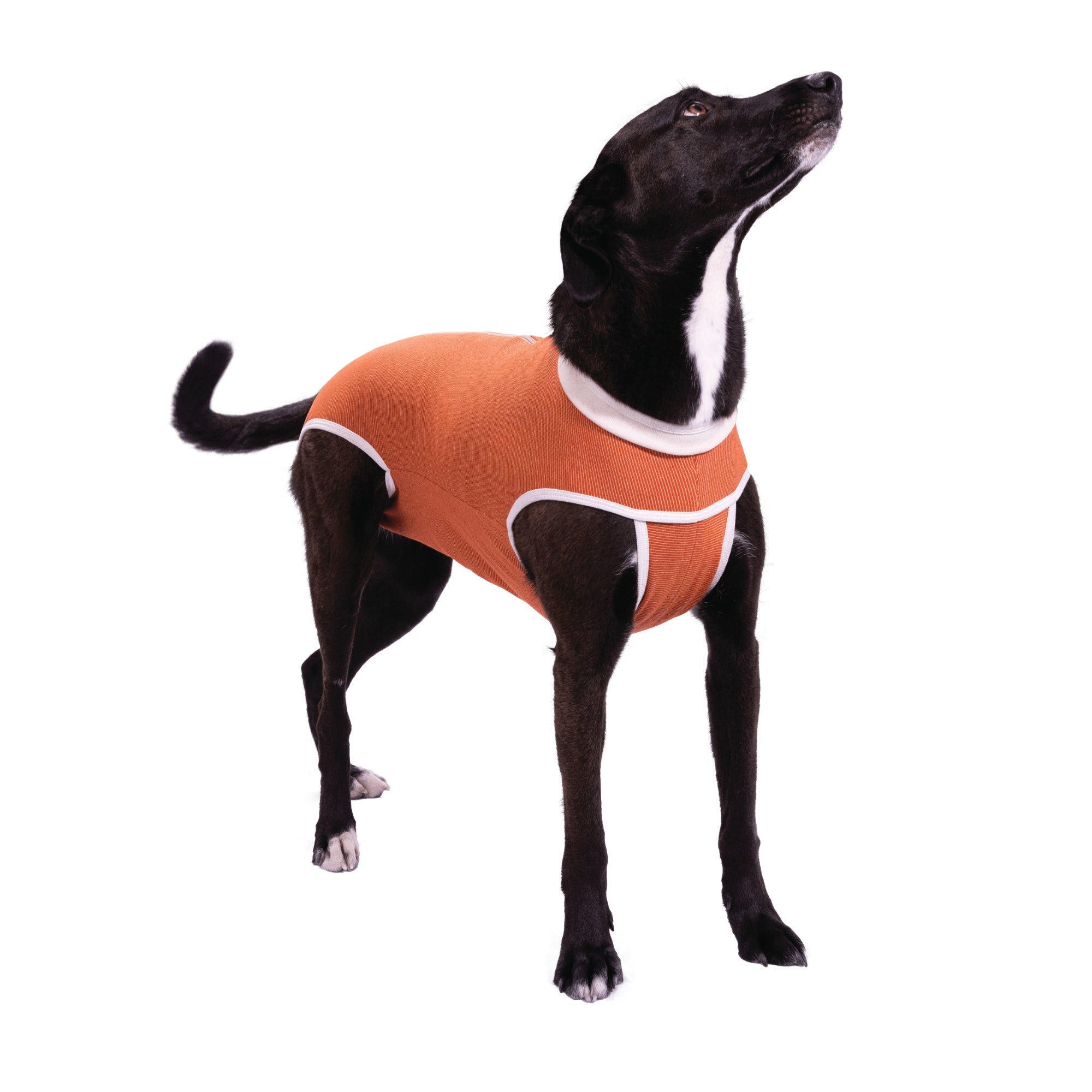 Body post-chirurgico tradizionale per cani e gatti