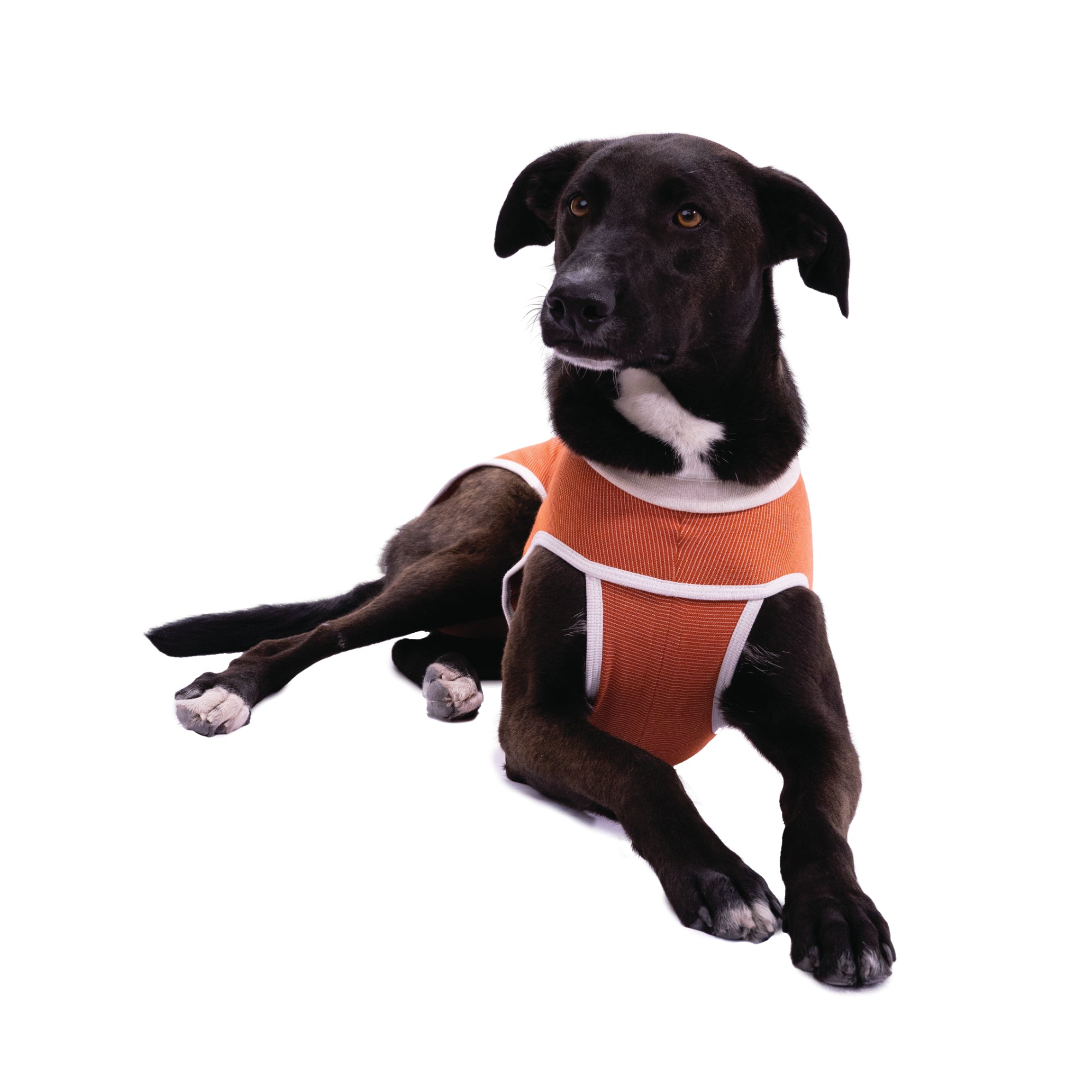 Body post-chirurgico tradizionale per cani e gatti