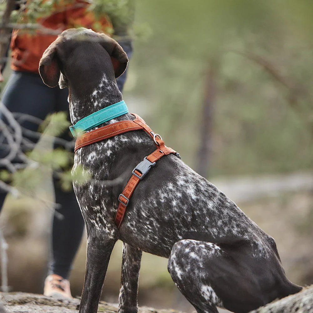 Pettorina per cani Casual Y Eco