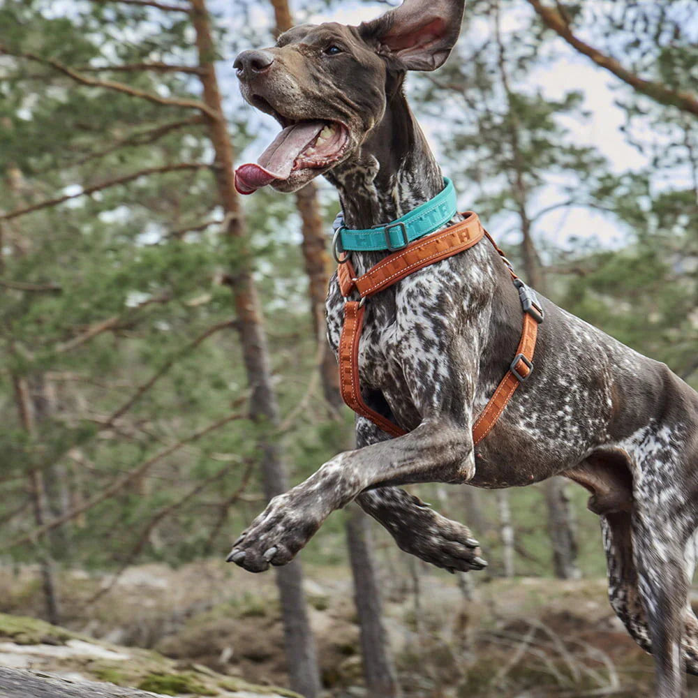 Pettorina per cani Casual Y Eco