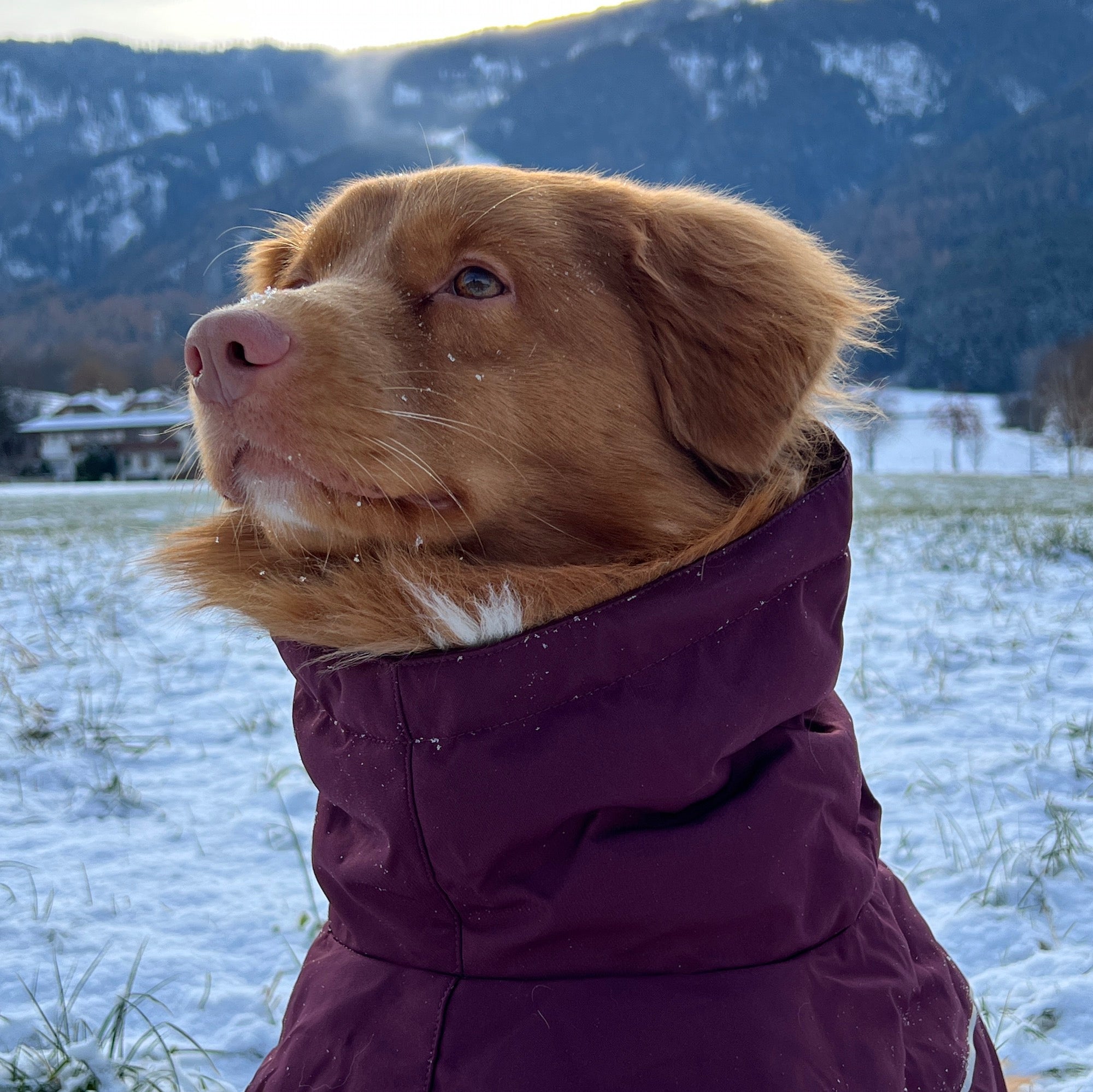 Giacca invernale per cani Extreme Warmer III Eco