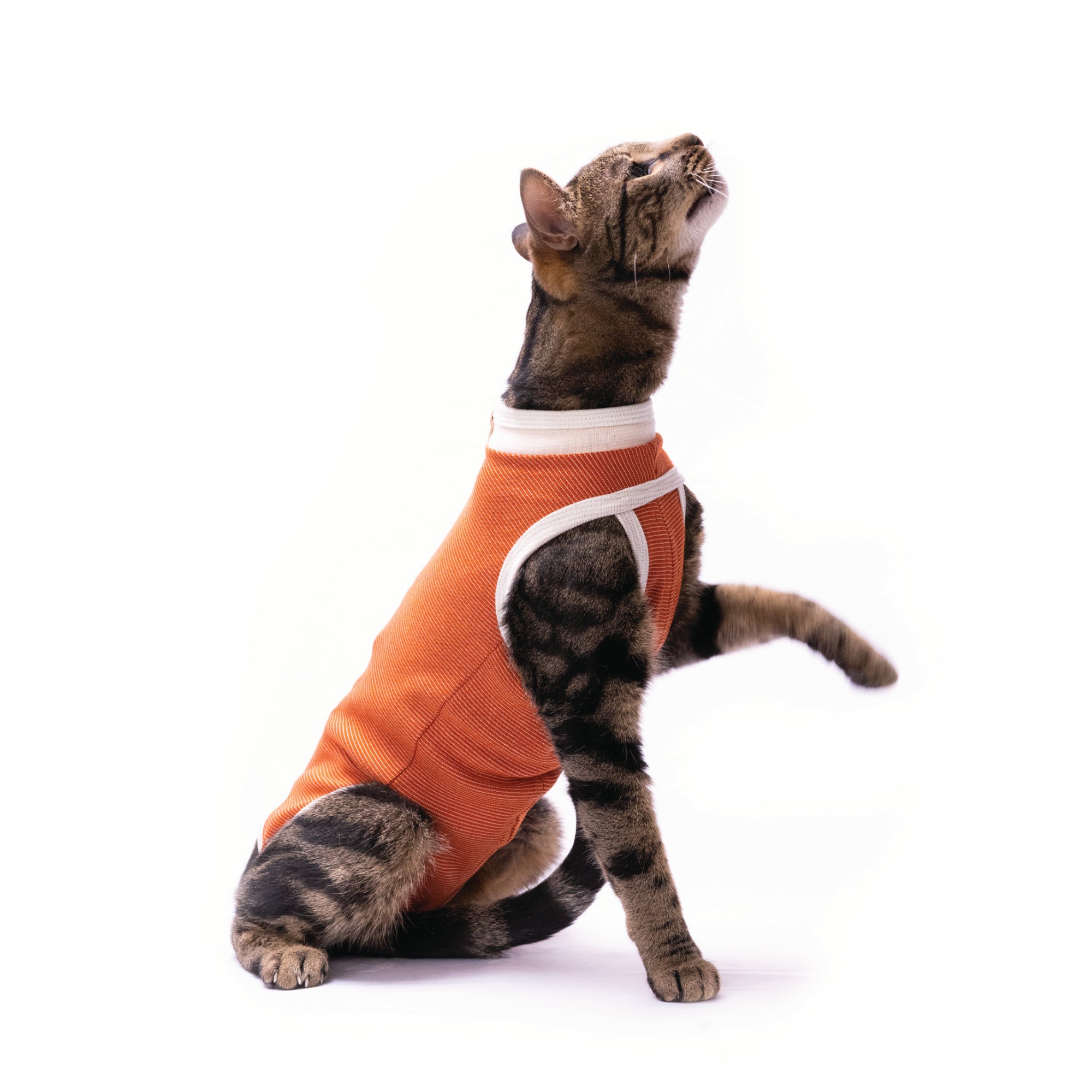 Body post-chirurgico tradizionale per cani e gatti