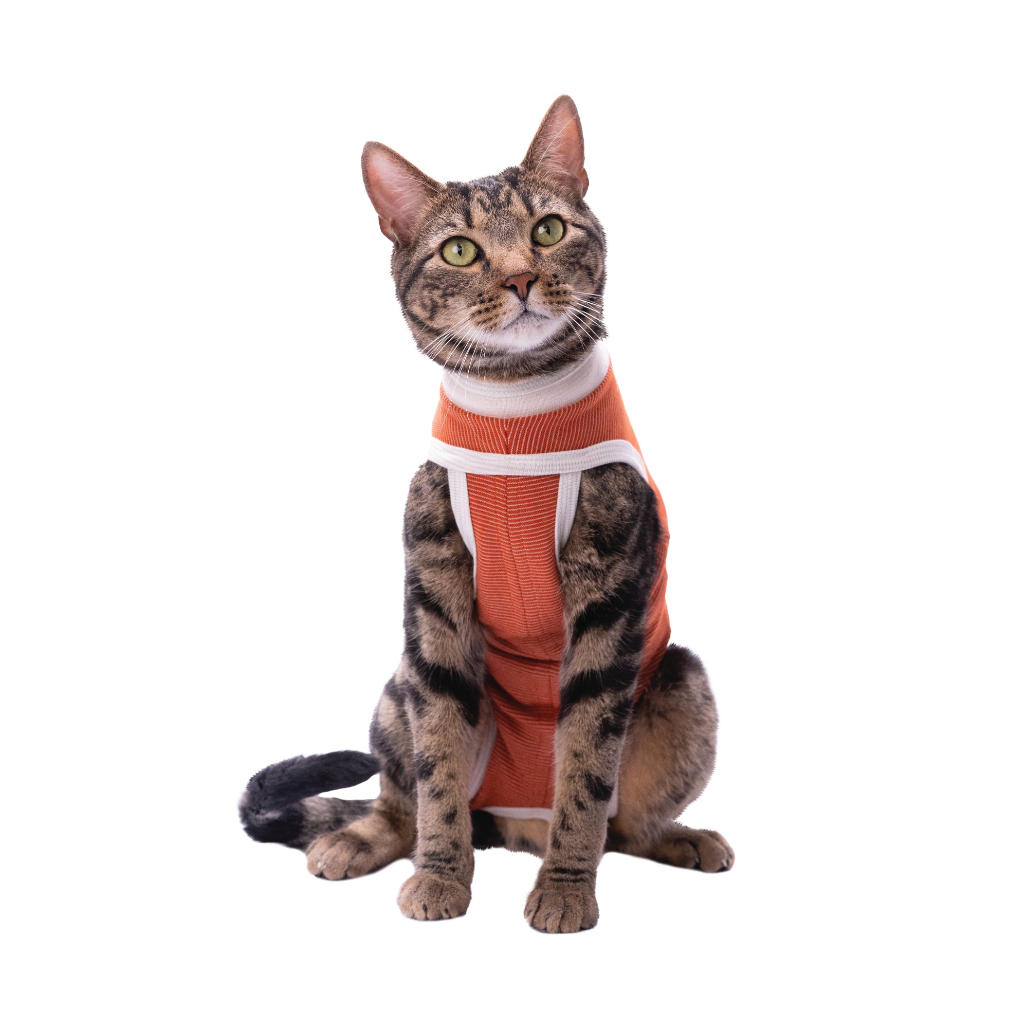 Body post-chirurgico tradizionale per cani e gatti