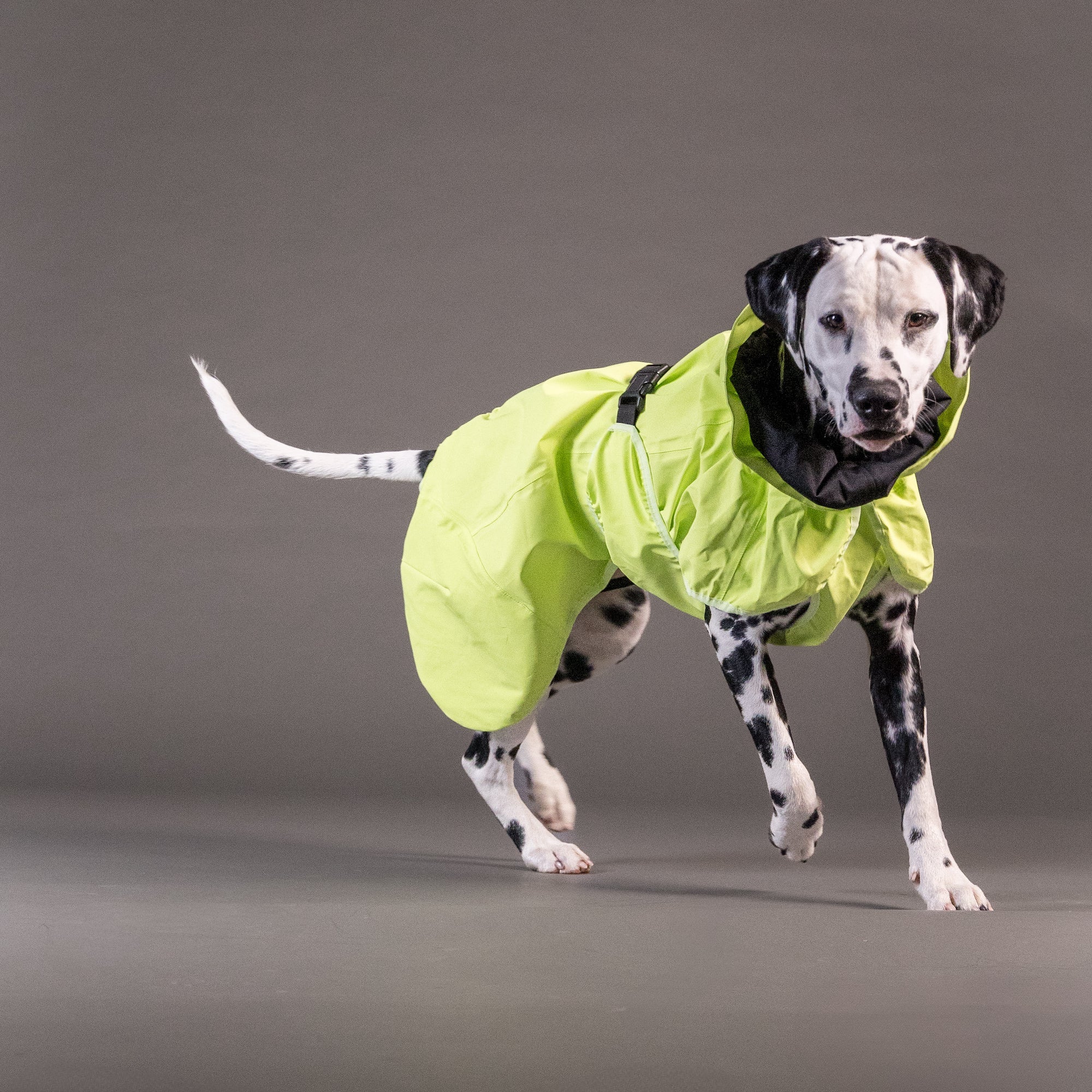 PAIKKA Guscio giacca riflettente e impermeabile per cani