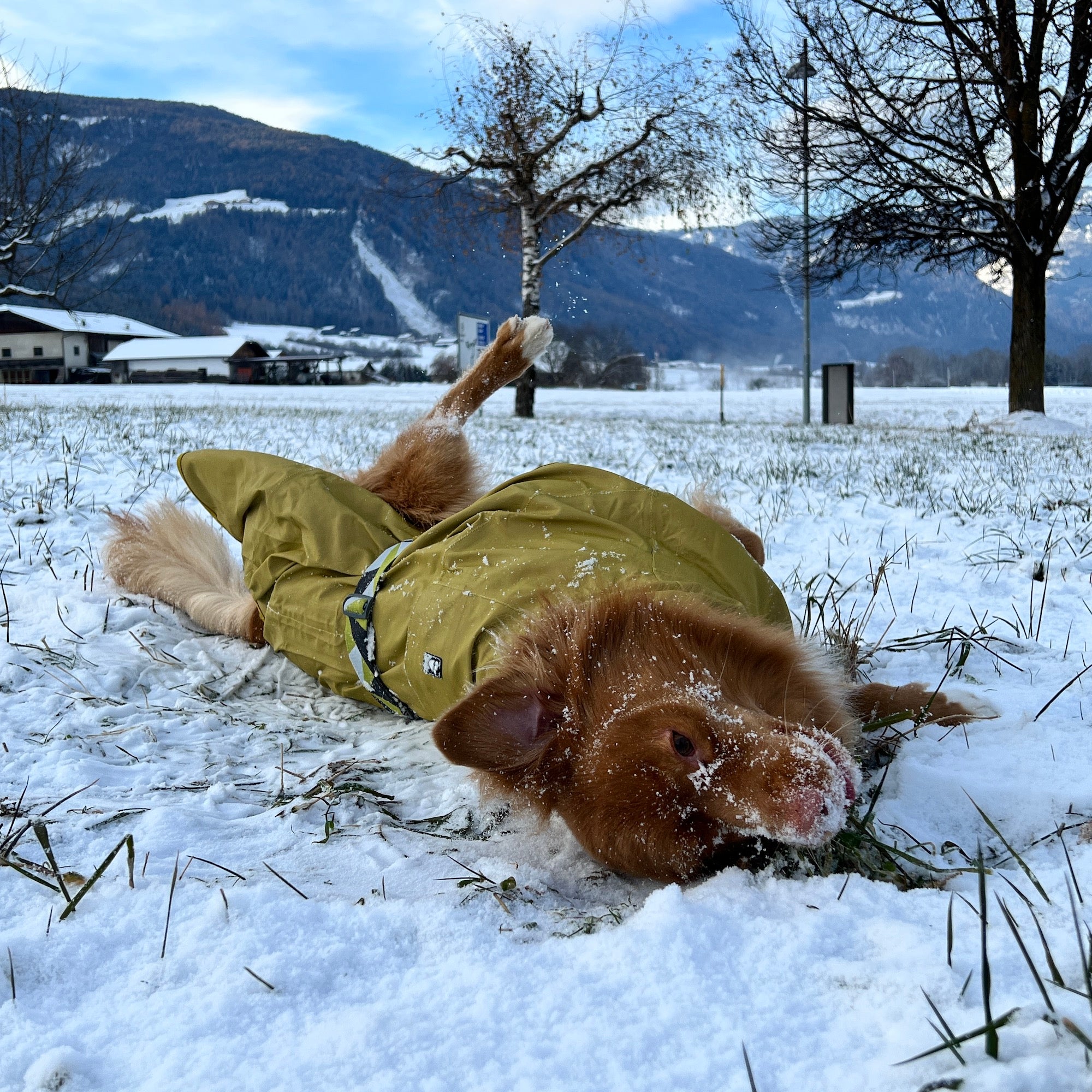 Giacca Impermeabile per cani Mudventure Riflettente