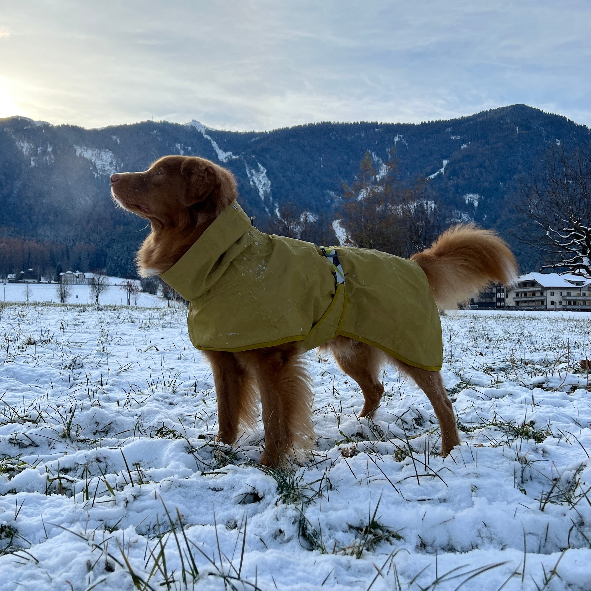 Giacca Impermeabile per cani Mudventure Riflettente