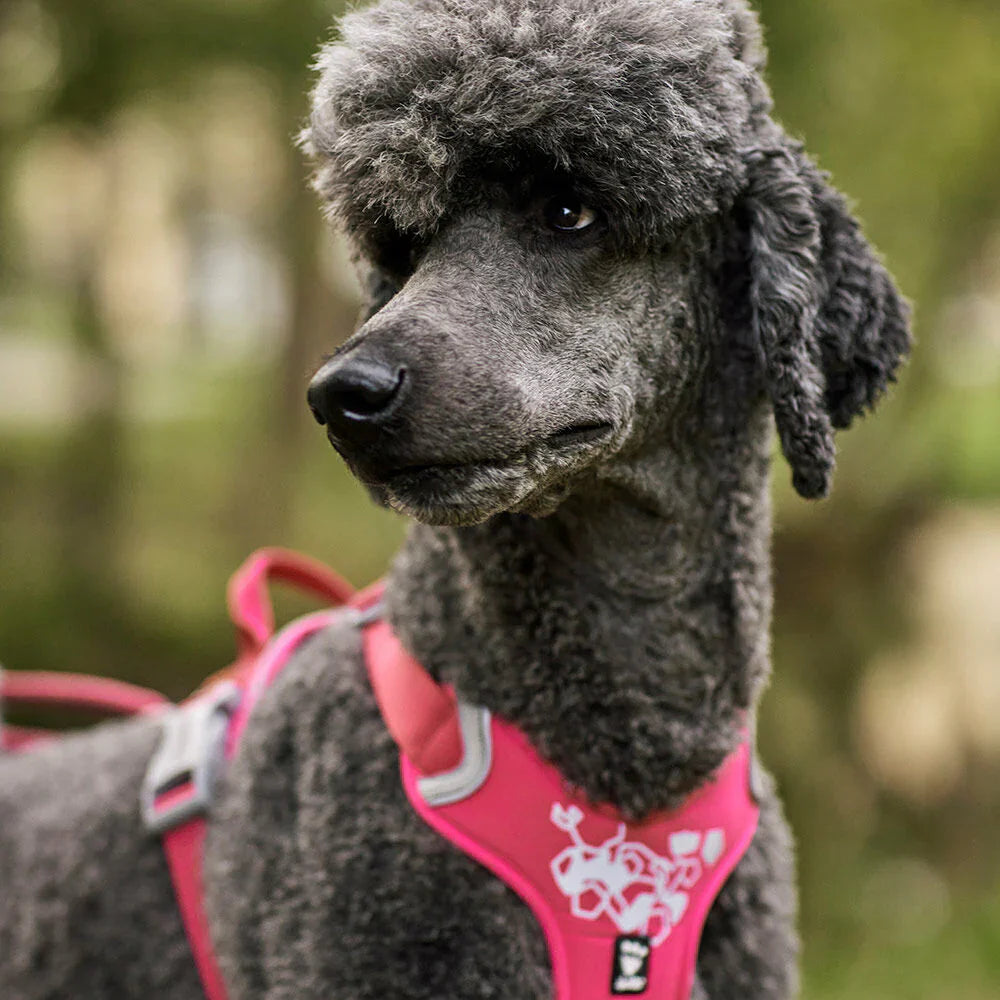 Pettorina per cani Weekend Warrior